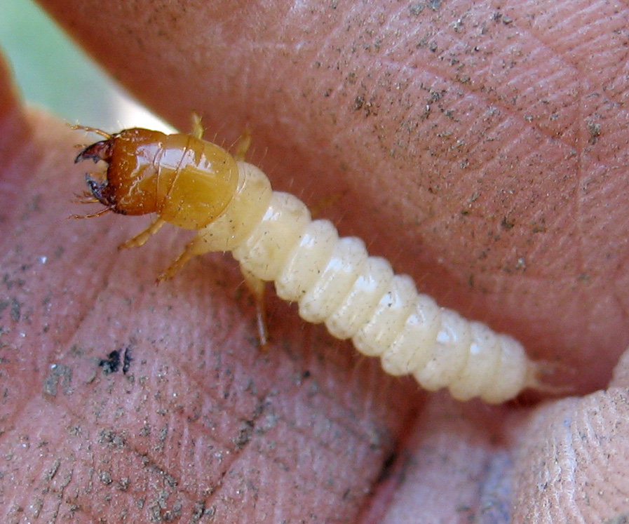 Fam. Carabidae. subfam Pterostichinae, larva. talia, Brescia, 22 Mar 2007, Crispi pr.sc. IIIc.